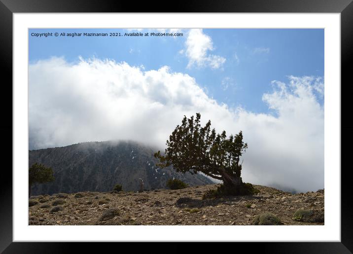 On a windy day in mountainous area of OLANG jungle Framed Mounted Print by Ali asghar Mazinanian