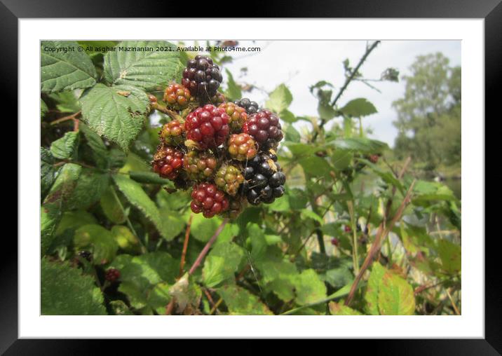 A group of fruit sitting on a branch Framed Mounted Print by Ali asghar Mazinanian