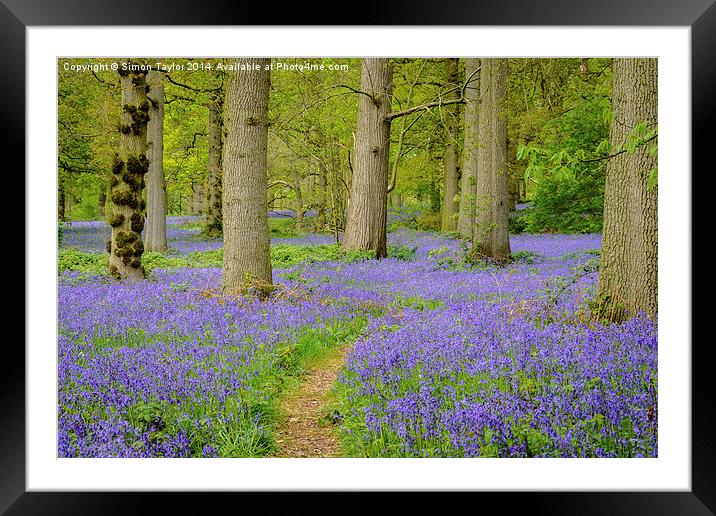 Bluebells of The Great Wood Framed Mounted Print by Simon Taylor