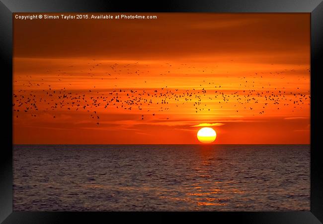 Migrating Sunset Framed Print by Simon Taylor