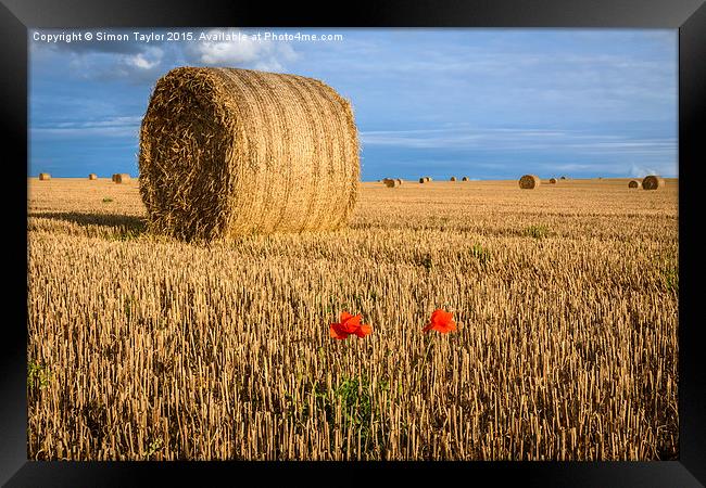 Straw Bales and poppies Framed Print by Simon Taylor