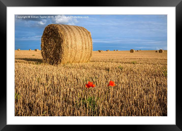Straw Bales and poppies Framed Mounted Print by Simon Taylor