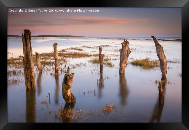 Thornham Stumps at high tide Framed Print by Simon Taylor