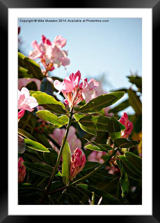Rhododendrons  Framed Mounted Print by Mike Marsden