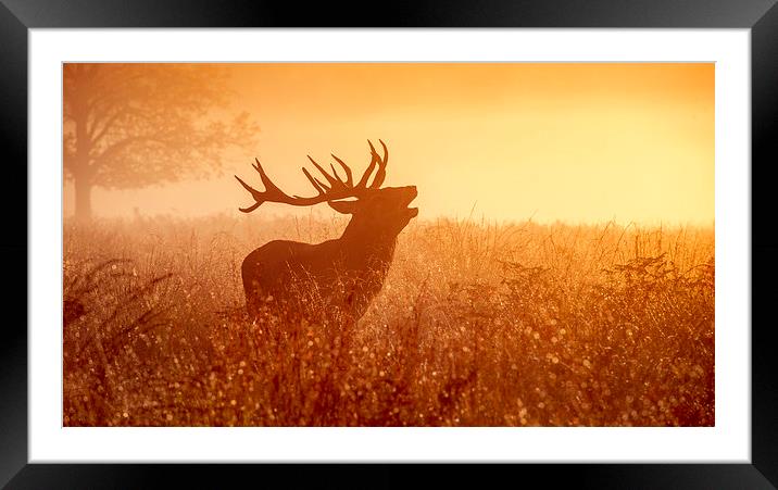 Deer in Golden Light  Framed Mounted Print by Inguna Plume