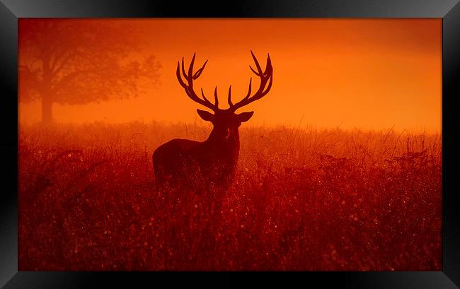  Deer stag! Framed Print by Inguna Plume