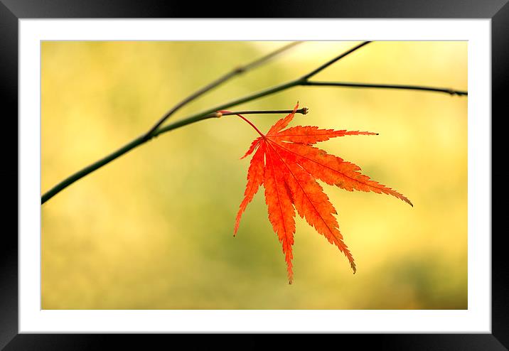  Autumn leaf Framed Mounted Print by Inguna Plume