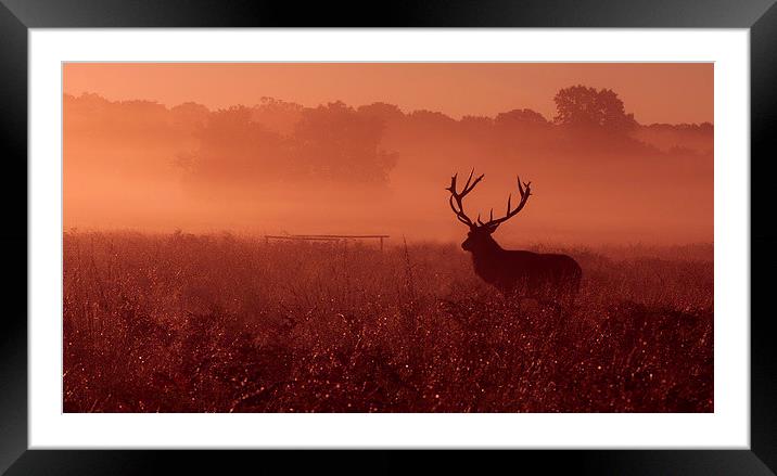 Red deer! Framed Mounted Print by Inguna Plume