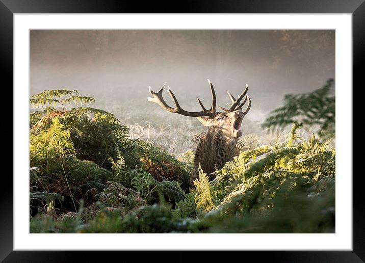 Roaring stag! Framed Mounted Print by Inguna Plume