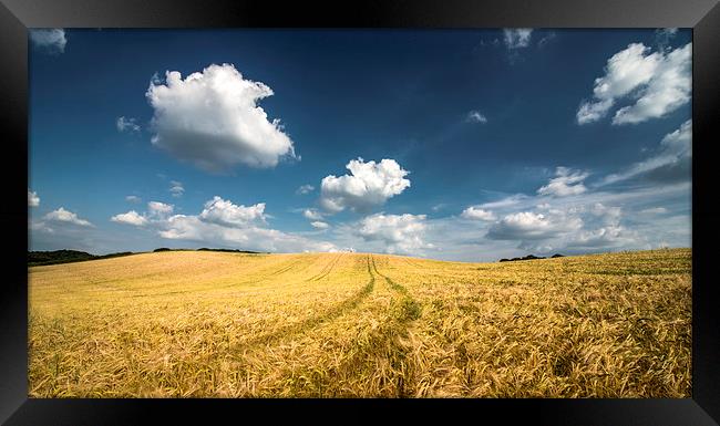 Wheat field! Framed Print by Inguna Plume