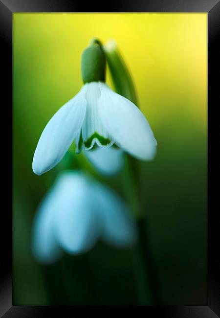  Snowdrops! Framed Print by Inguna Plume