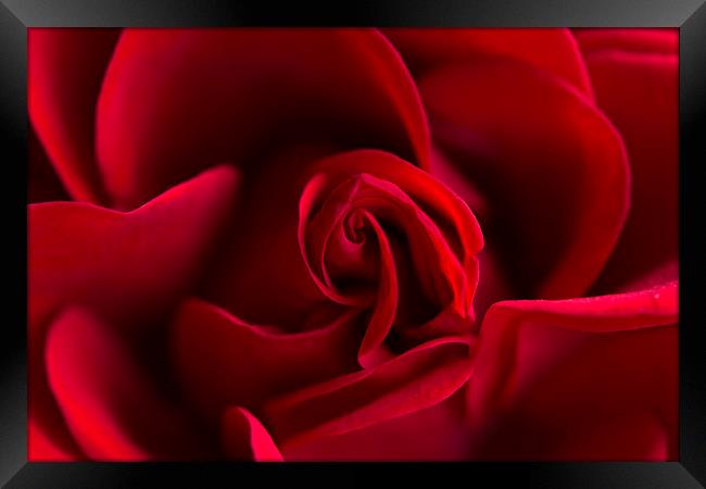  Red rose! Framed Print by Inguna Plume