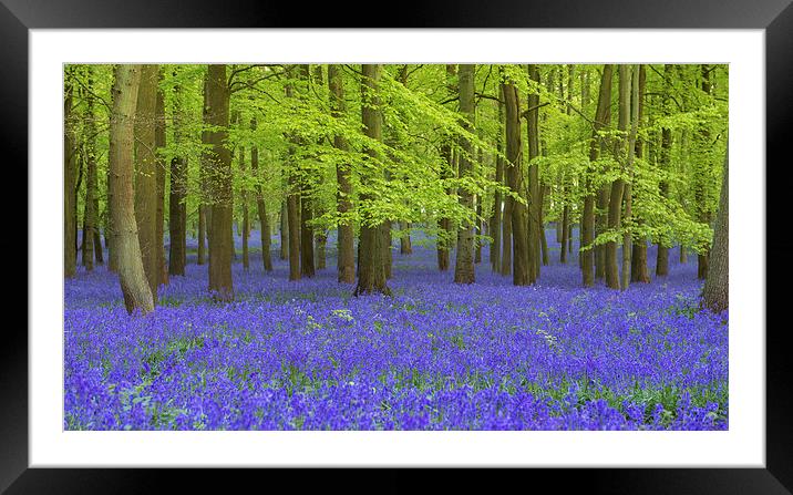 Bluebell Wood Framed Mounted Print by Inguna Plume