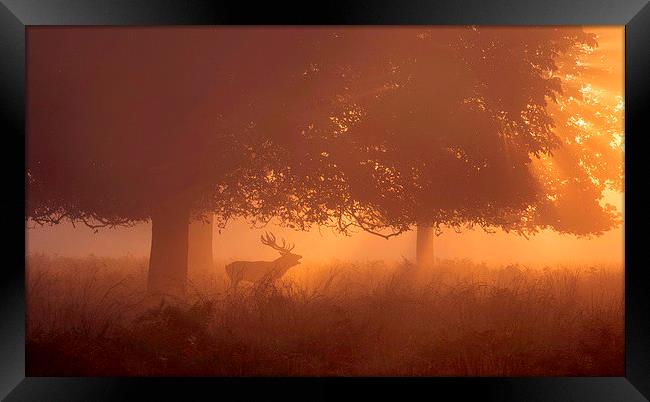  Silhouette of Deer in Mist at Sunrise Framed Print by Inguna Plume