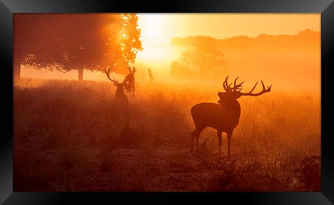 Deer stags   Framed Print by Inguna Plume