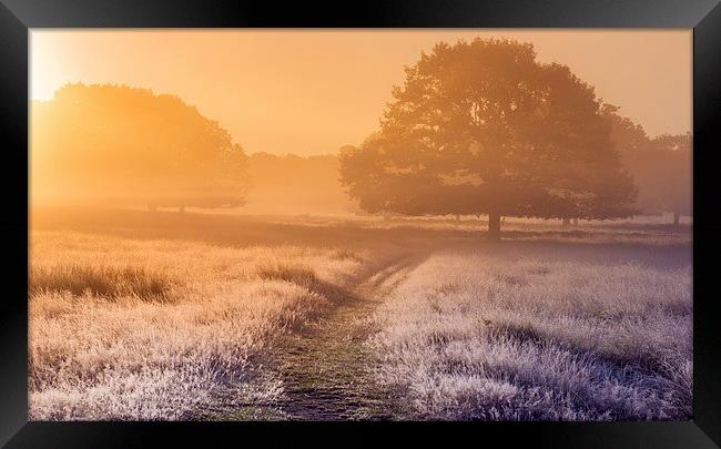  Foggy meadow at sunrise Framed Print by Inguna Plume