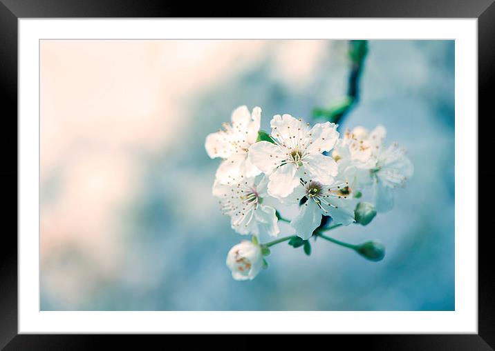  Cherry blossom! Framed Mounted Print by Inguna Plume