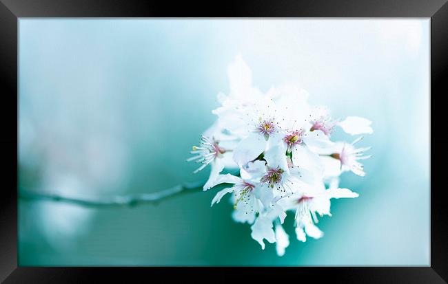 Cherry blossom! Framed Print by Inguna Plume