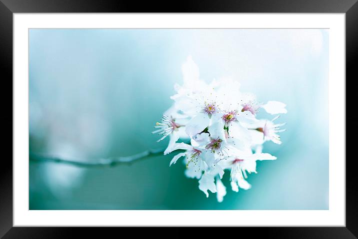 Cherry blossom! Framed Mounted Print by Inguna Plume