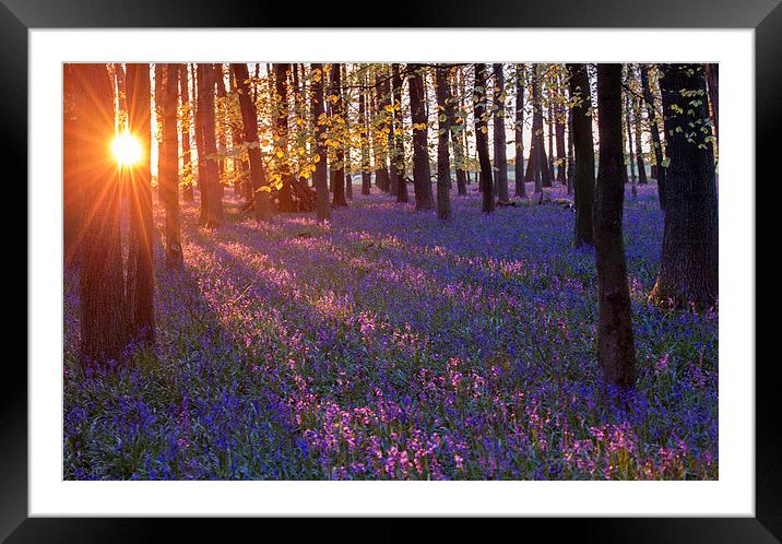 Bluebell sunset Framed Mounted Print by Inguna Plume
