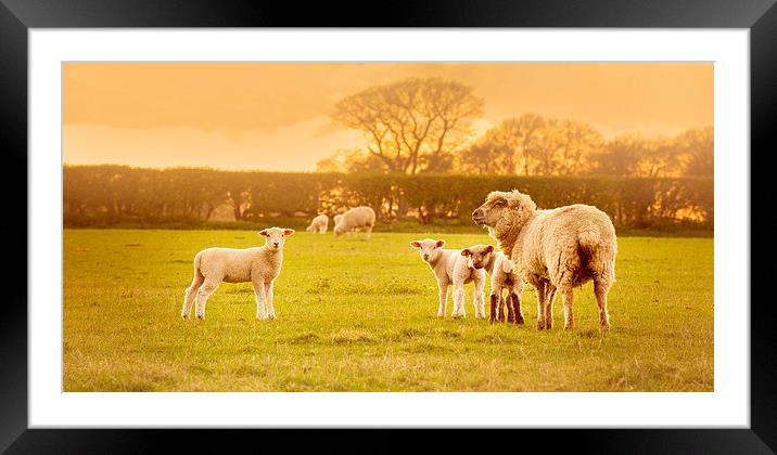  Sheeps Framed Mounted Print by Inguna Plume