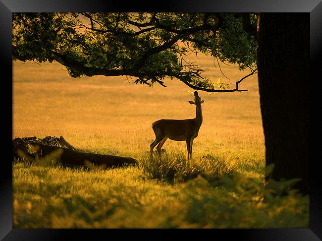 Hungry deer  Framed Print by Inguna Plume