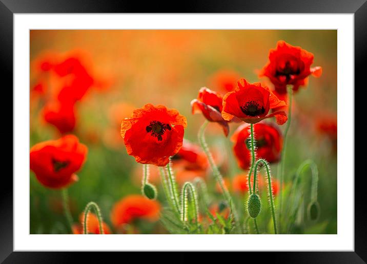  Poppies Framed Mounted Print by Inguna Plume