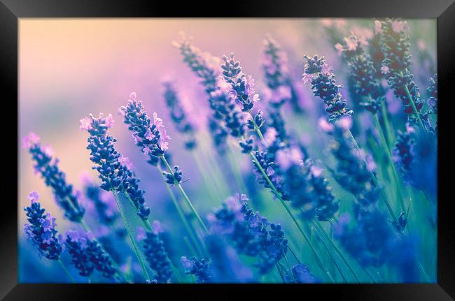Purple lavenders! Framed Print by Inguna Plume