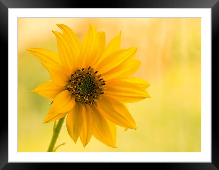  Sunflower Framed Mounted Print by Inguna Plume