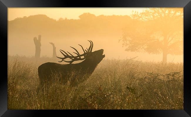  Red deer stag Framed Print by Inguna Plume