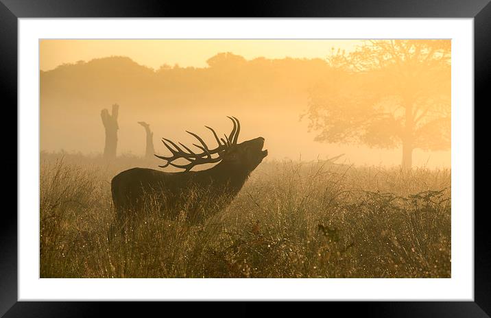  Red deer stag Framed Mounted Print by Inguna Plume