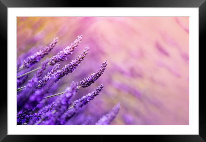 Lavender! Framed Mounted Print by Inguna Plume