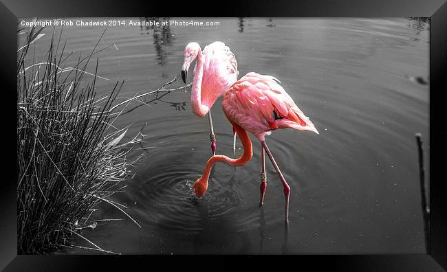  Flamingo Framed Print by Rob Chadwick