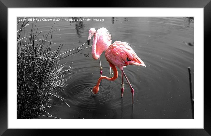  Flamingo Framed Mounted Print by Rob Chadwick