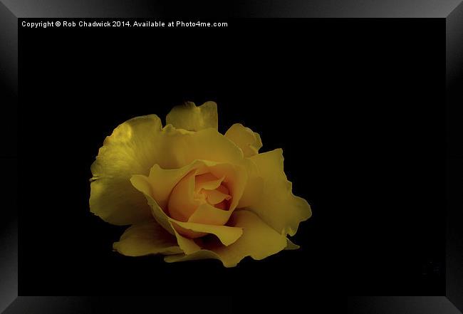  a lone rose Framed Print by Rob Chadwick