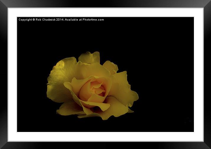  a lone rose Framed Mounted Print by Rob Chadwick