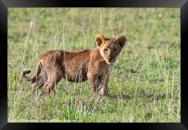 Wild Lion Cub Framed Print by Lee Wilson