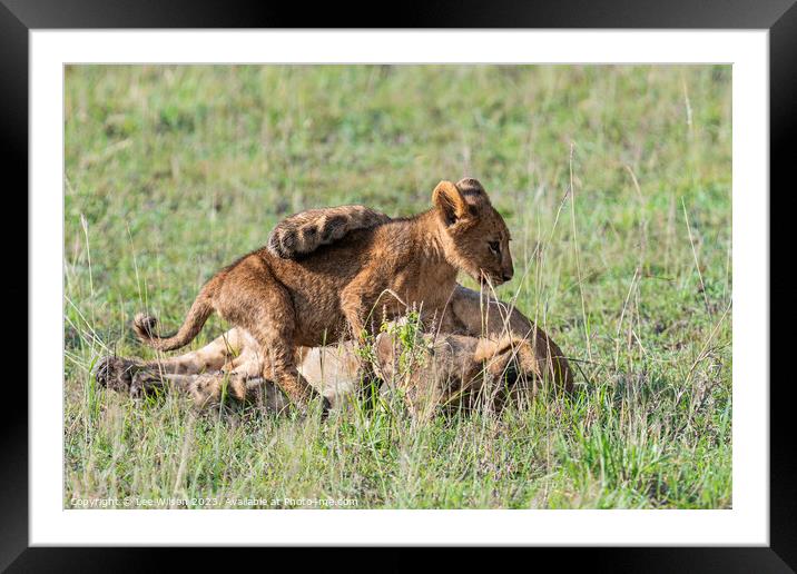 Lion Cubs at Play Framed Mounted Print by Lee Wilson