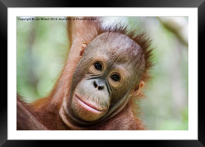 Baby Orangutan, Itinban Framed Mounted Print by Lee Wilson