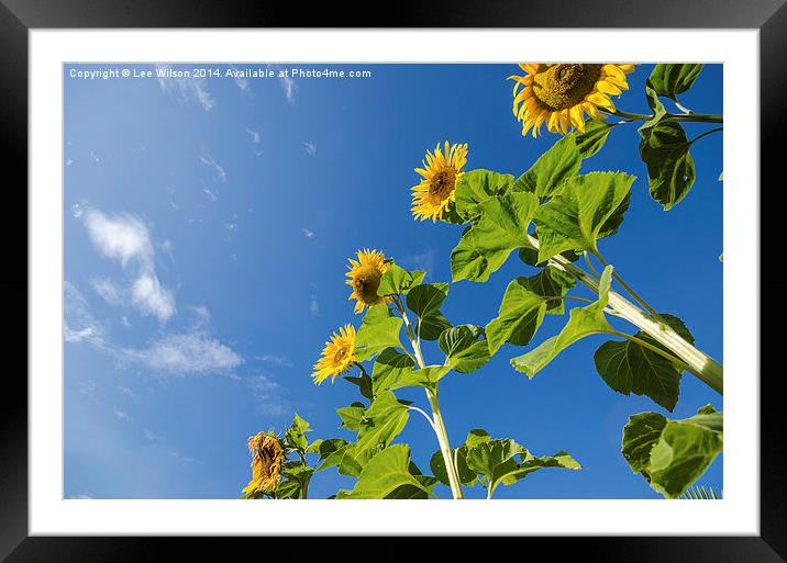  Sunflowers Framed Mounted Print by Lee Wilson