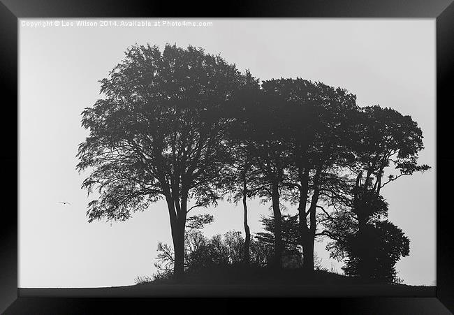 Trees in the Mist Framed Print by Lee Wilson