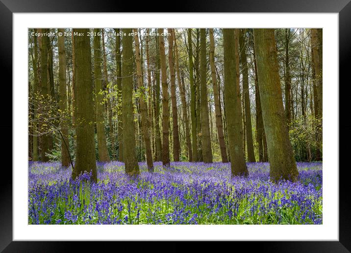Forest Of Dean Bluebells Framed Mounted Print by The Tog