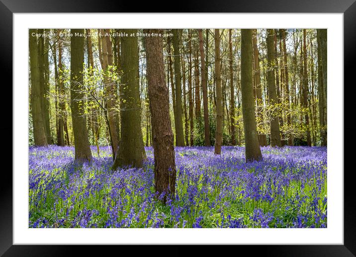 Forest Of Dean Bluebells Framed Mounted Print by The Tog