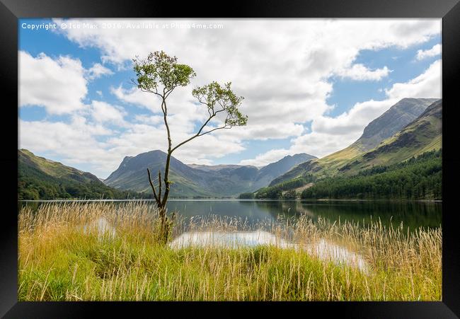 Buttermere Tree, Lake District Framed Print by The Tog