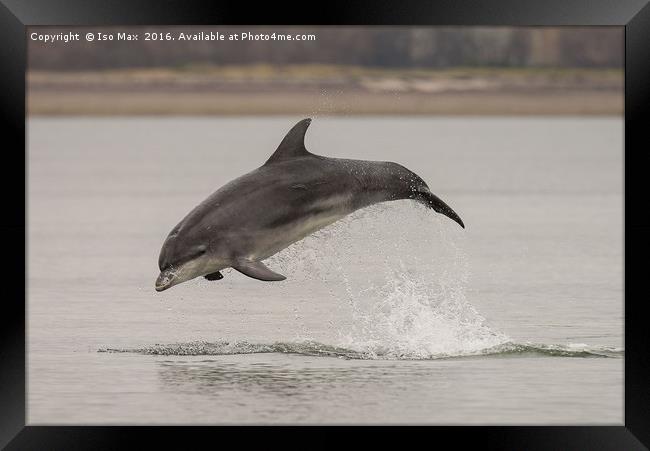 Moray Firth, Bottlenose Dolphin, Scotland Framed Print by The Tog