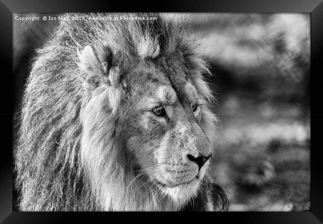 King Of The Jungle! Framed Print by The Tog