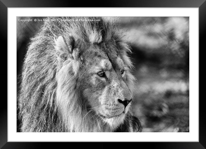 King Of The Jungle! Framed Mounted Print by The Tog