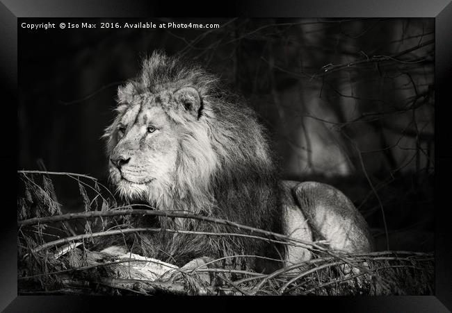 Watching! Framed Print by The Tog