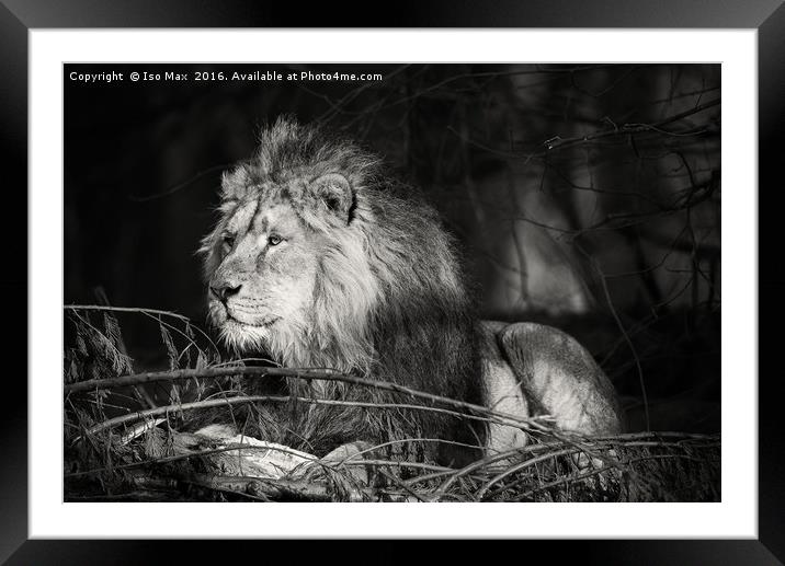 Watching! Framed Mounted Print by The Tog