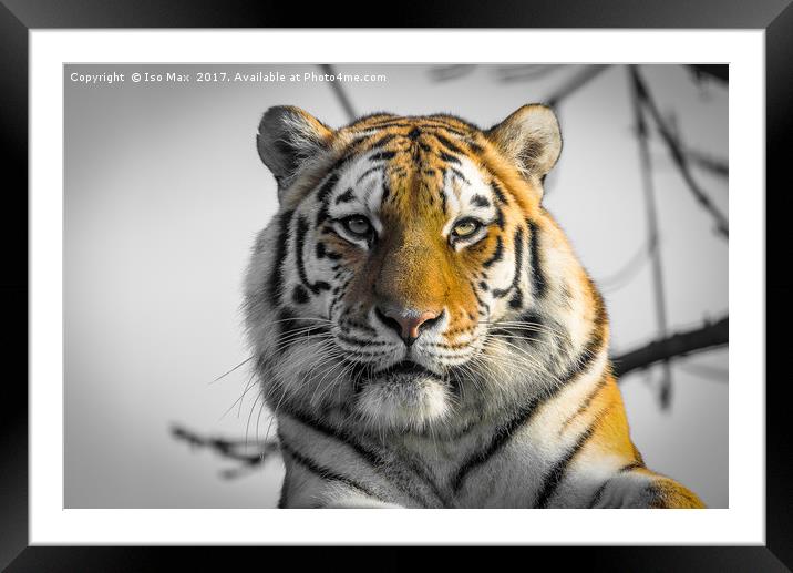 The Siberian Tiger Framed Mounted Print by The Tog
